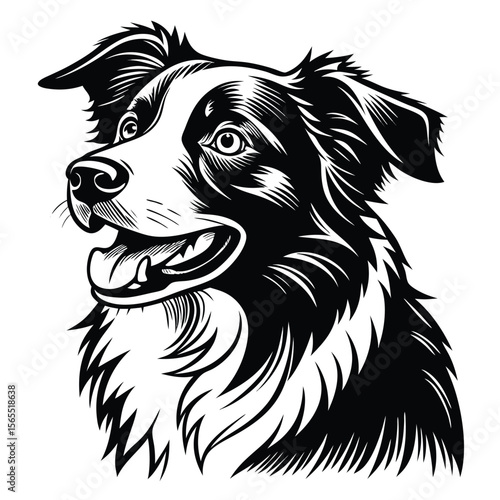 Black and White Border Collie Head Illustration canine