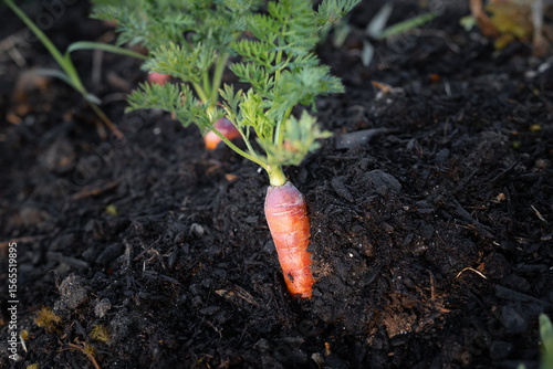 Vibrant carrot emerging from rich, dark soil in a garden