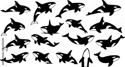 Orca Whale Silhouette Vector Art: Killer Whale Icon Set Graphics

