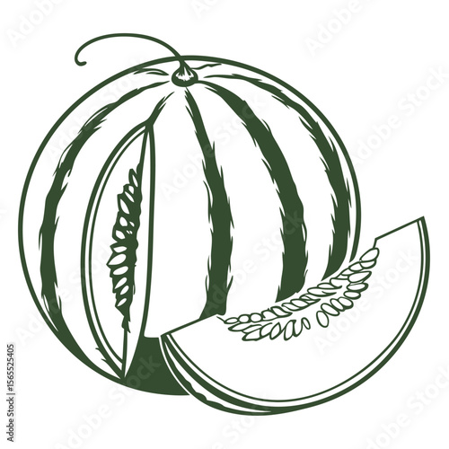 vector illustration of honeydew melon
