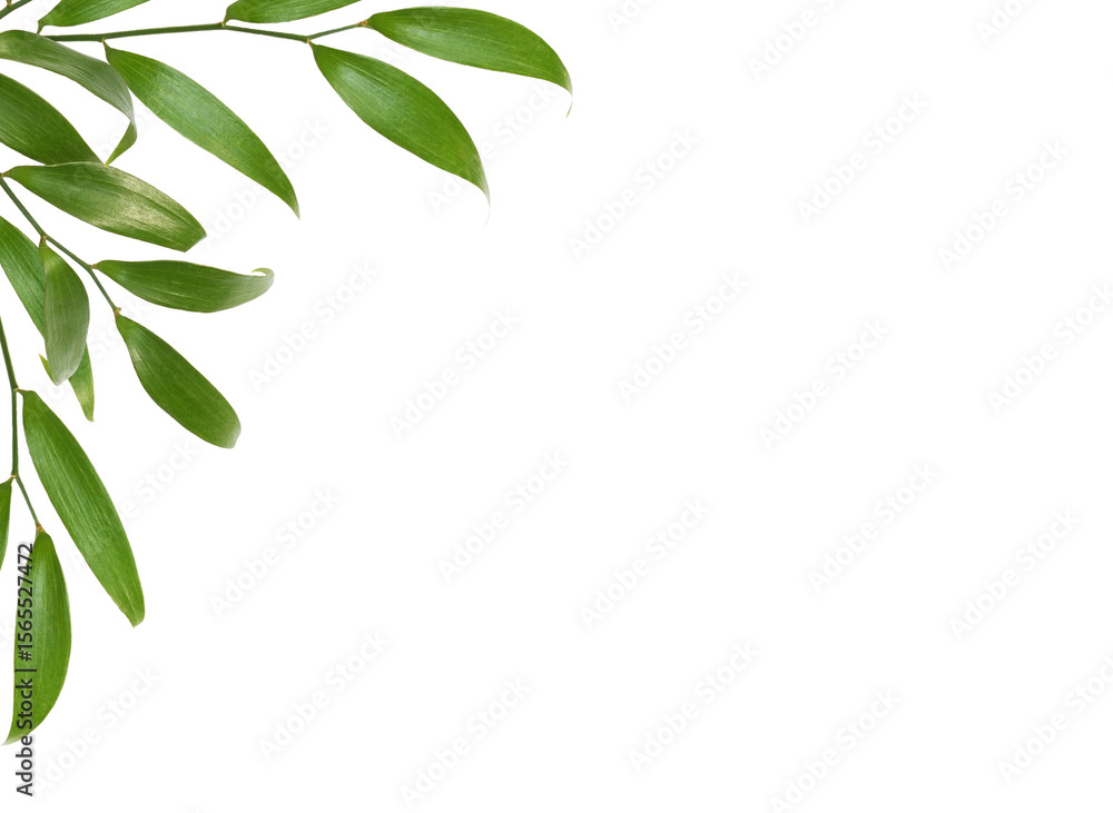 Fototapeta premium Green twig of italian ruscus (DANAE RACEMOSA) with fresh leaves in a corner arrangement isolated on white or transparent background