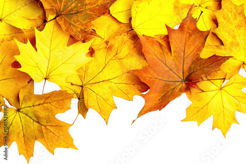 Wallpaper Mural Pile of vibrant autumn maple leaves isolated on transparent background Torontodigital.ca