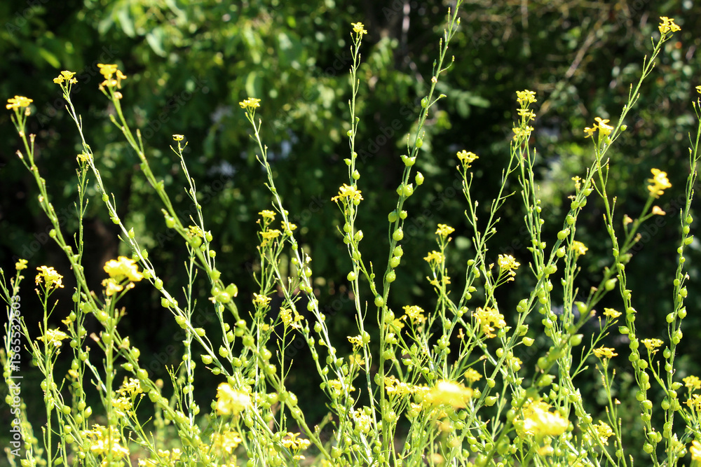 Obraz premium Bunias orientalis grows in nature