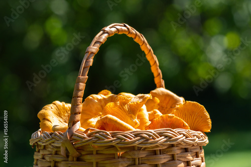 close up of a small wicker basket with fresh chanterelle mushrooms, captured outdoors on sunny day, with green background