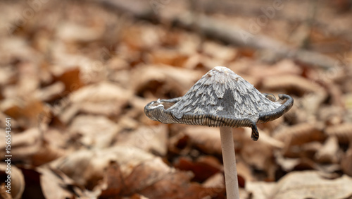 Close-up of a Common Ink Cap Mushroom on a Forest Floor Covered with Autumn Leaves