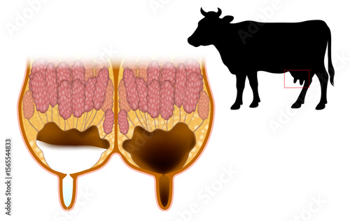 Educational illustration showing a cross-sectional view of a cow’s mammary gland with internal anatomy, including glandular tissue, milk ducts, and storage areas.