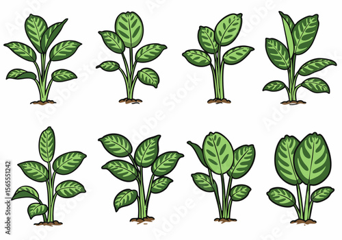 Set of Cartoon Illustrations Featuring Various Types of Calathea Houseplants Growing in Soil