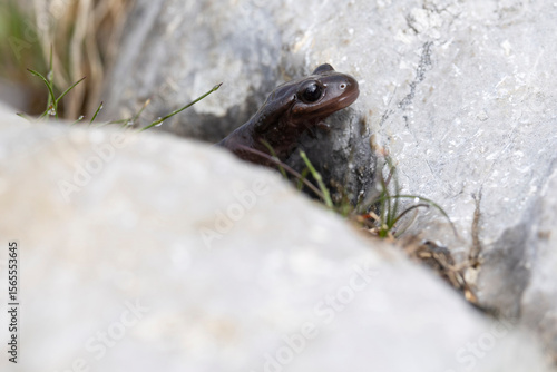 Very rare brown coloured alpine salamander (Salamandra atra) found in the Austrian Alps in Tyrol