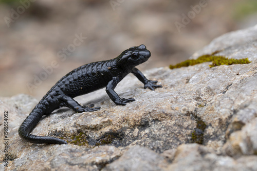 Adultalpine salamanders (Salamandra atra) found in the Austrian Alps in Tyrol