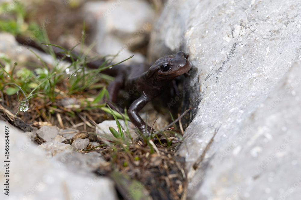 Naklejka premium Very rare brown coloured alpine salamander (Salamandra atra) found in the Austrian Alps in Tyrol