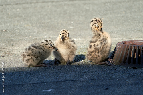 Photography Lonely Seagull Chicks Perched on Urban Rooftops in Oslo, Norway