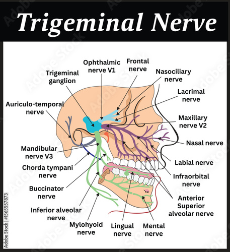 Trigeminal Nerve Diagram, an anatomical illustration showing the trigeminal nerve