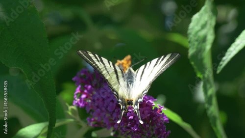 A Beautiful Butterfly Feeding on a Bright Purple Flower in a Tranquil Outdoor Scene