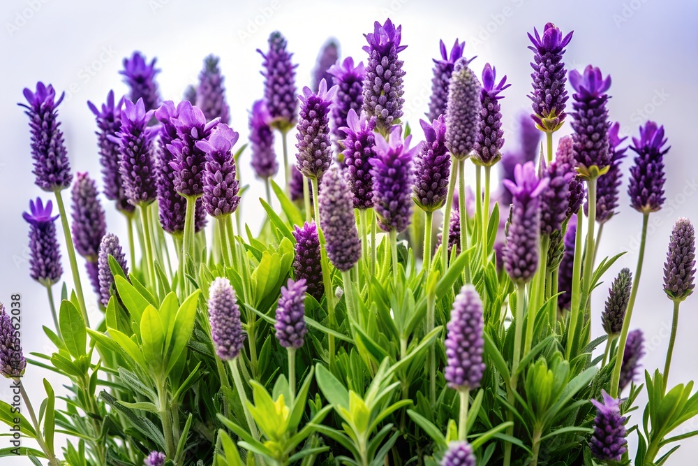 Fototapeta premium Beautiful purple lavender flowers bloom in a summer garden field