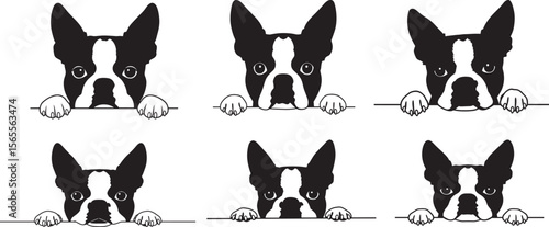 Boston terrier dog face peeking over front paw silhouette vector illustration