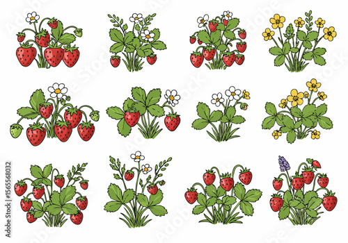 Hand Drawn Illustrations of Strawberry Plants with Fruits and Flowers Set