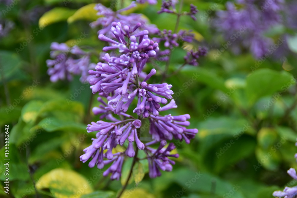 lilac flowers in the garden lilac flowers in the garden