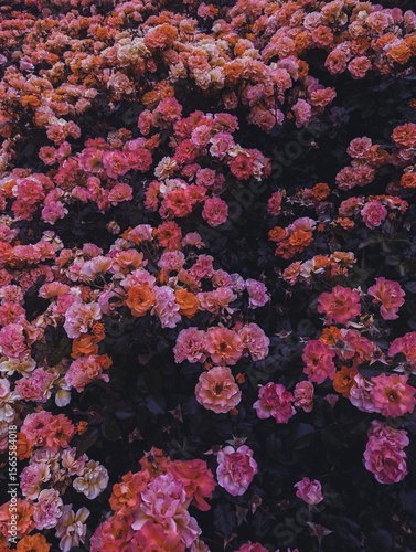 A dramatic and artistic bush of roses in vivid pink, orange, and purple hues on shadowy background. Bold, mysterious, and expressive mood, luxury branding, with vintage or retro flair