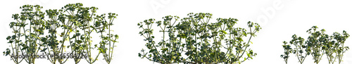 Photos Set of Euphorbia helioscopia (commonly known as sun spurge or madwoman's milk) i