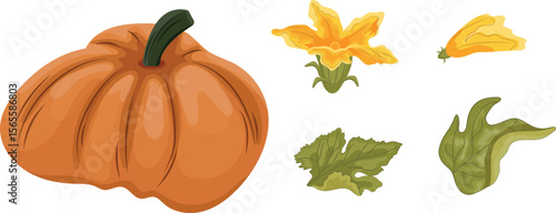 set with round orange pumpkin and green tops with yellow flowers and green leaves next to it, for autumn print, textile or packaging