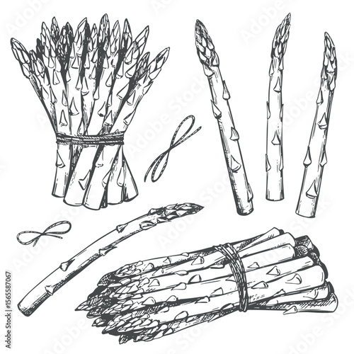 Hand drawn sketch of asparagus. Set of Sparrowgrass sprouts and bunches for hand engraving. Vector linear ink illustration on white background. Hand drawn, imitation of engraving technique.