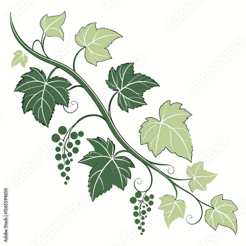 Elegant vector illustration of vine leaves and grapes for wine branding, organic farming, and botanical art