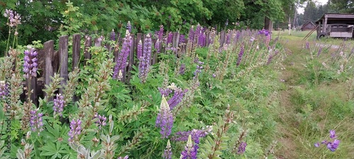 Field of purple lupine flowers with a path winding through greenery