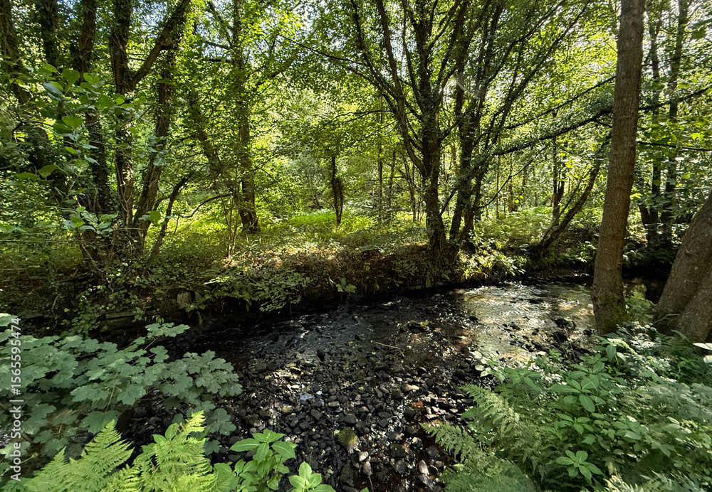 Obraz premium “Dappled light seeps through a dense canopy, illuminating mossy rocks and lush ferns along the banks of Harden Beck, as it flows through the secluded forest glade off Goit Stock Lane, Harden, UK.”