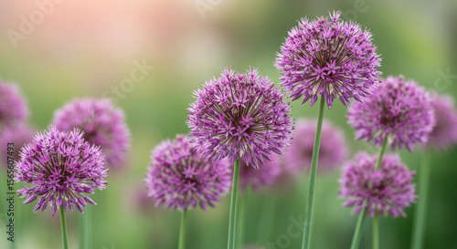 Purple allium flowers in full bloom, standing tall on green stems against a soft, blurred natural background, evoking a sense of calm and beauty in a garden setting.


