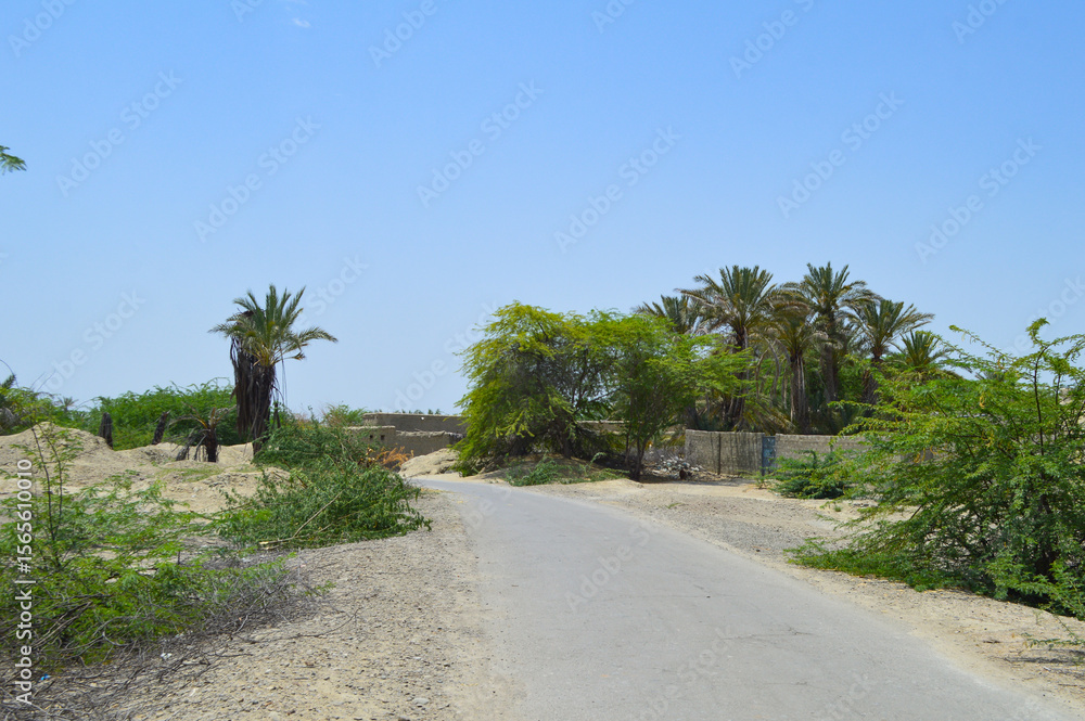 Fototapeta premium Dates palm trees on the road side small garden village