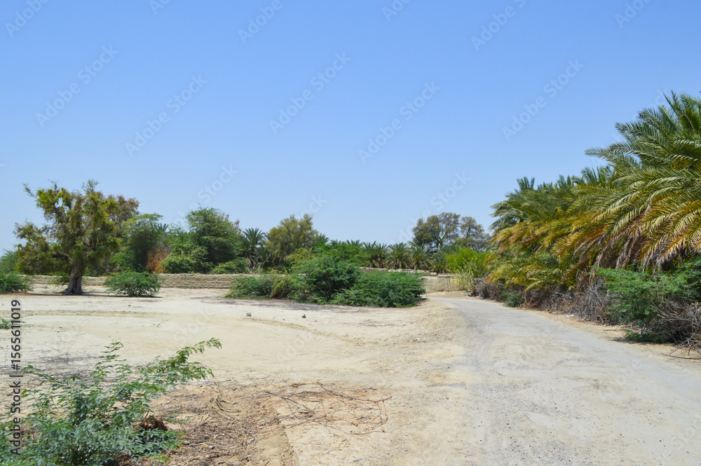 Fototapeta premium wild trees outdoor nature summer, blue sky blossom
