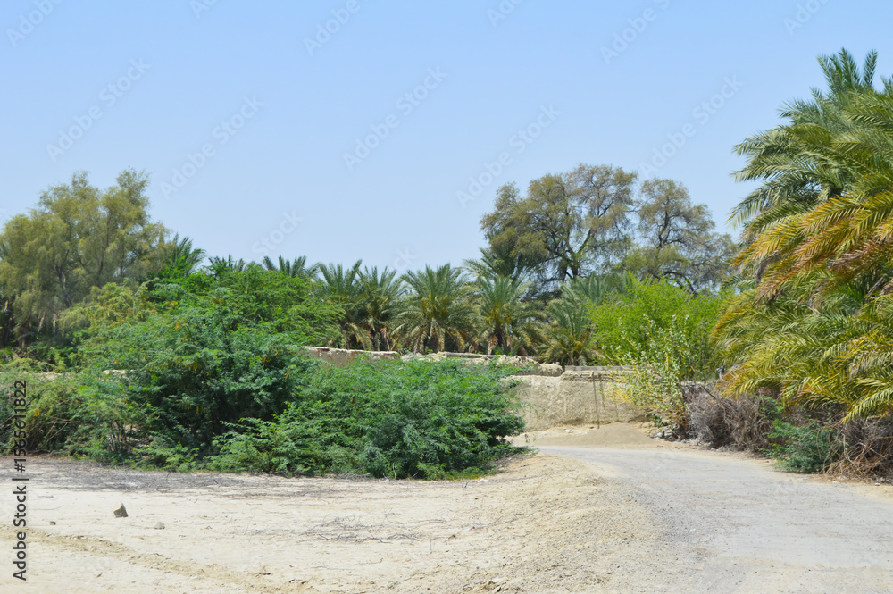 Fototapeta premium Dates trees roadside landscape summer season blue sky