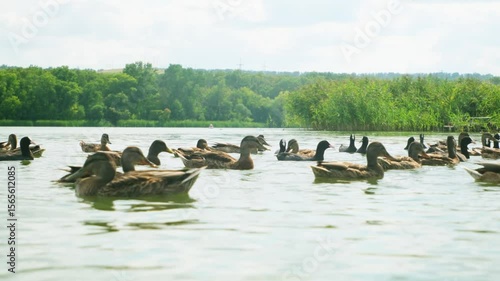 wild ducks swimming in the lake