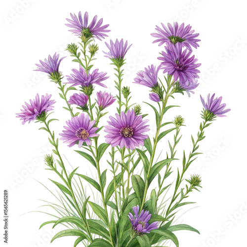 Beautiful watercolor illustration of purple aster flowers with green leaves on a black background