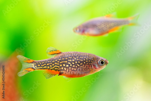 Danio Margaritatus, macro view Rasbora galaxy, celestial pearl danio aquarium fish. Selective focus. Shallow depth of field.