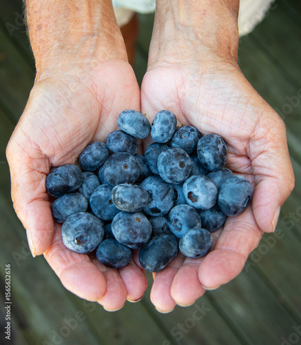 Photography Closeup of woman's hands holding a bunch of freshly picked organic blueberries h