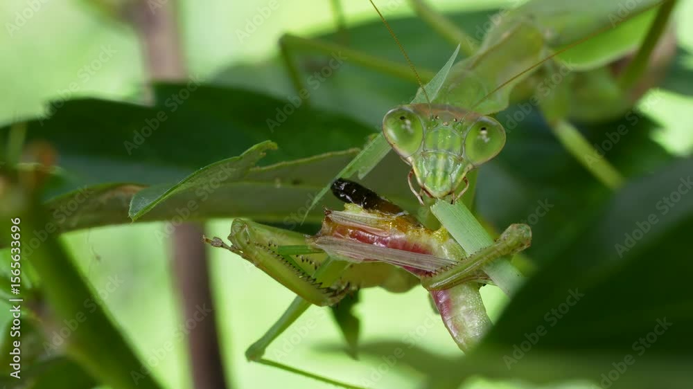 カマキリがバッタを食べている4K動画 カマキリがバッタを食べている4K動画