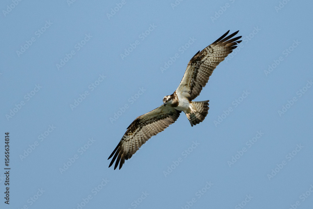 Fototapeta premium Osprey Pandion haliaetus in Flight. Slow Motion