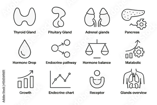 Endocrine system diagram illustrating gland functions and hormone pathways