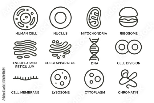 Cell structures: nucleus, mitochondria, ribosome, endoplasmic reticulum