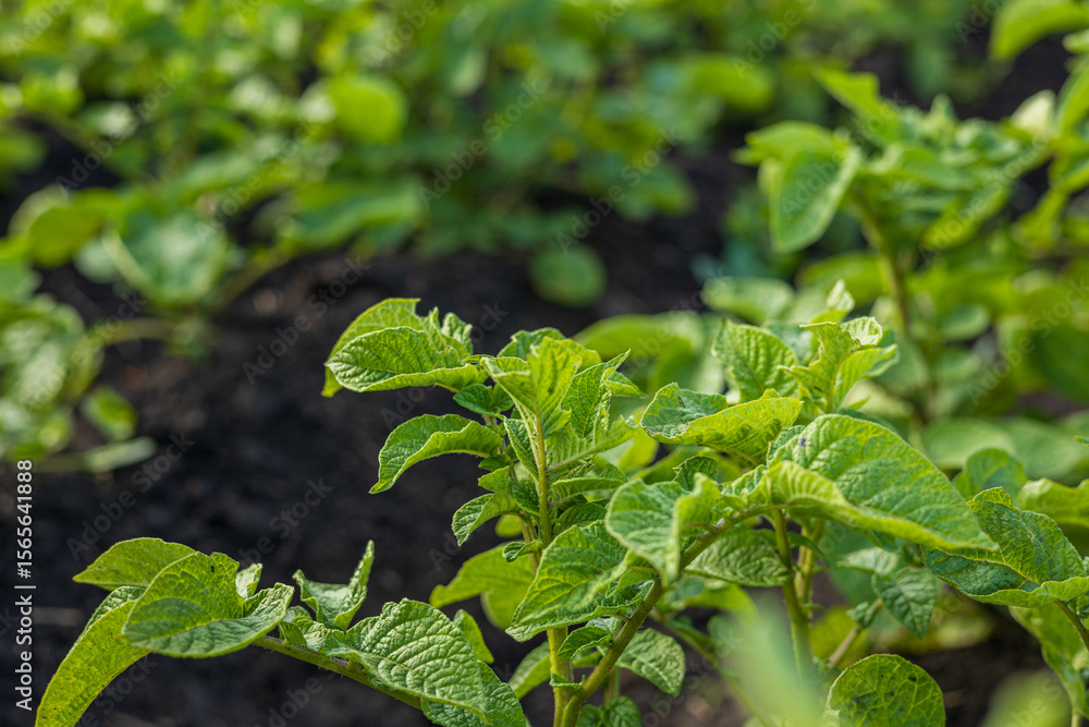 Obraz premium Healthy potato plants grow vigorously in fertile soil at a rural farm during warm weather. Growth illustrates successful farming practices