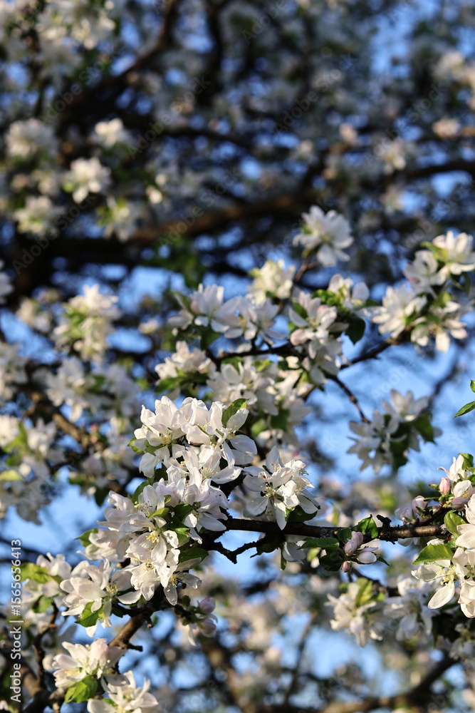blossoming apple tree in spring blossoming apple tree in spring