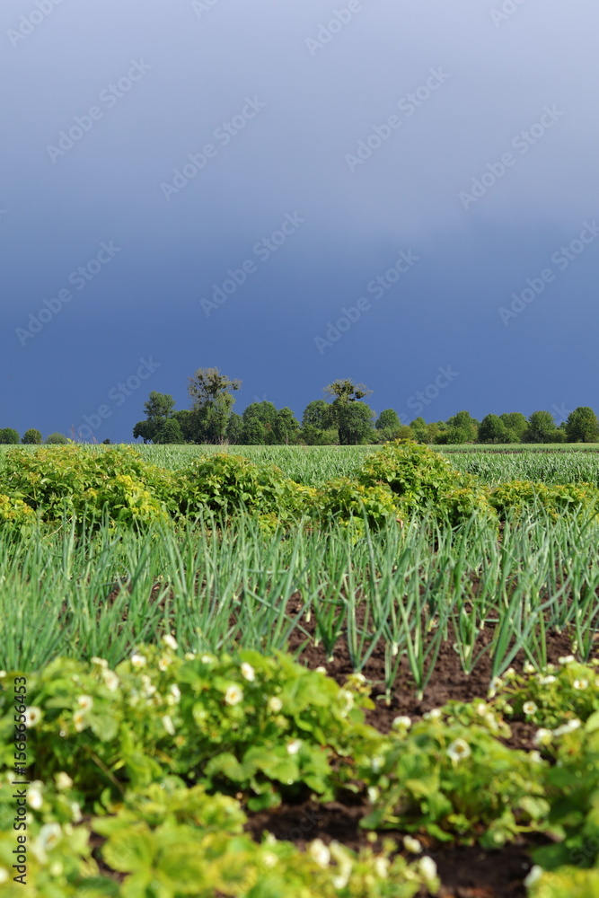 Obraz premium garden after the rain