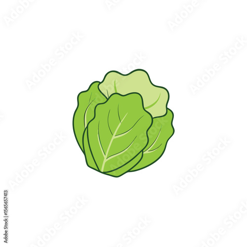 Iceberg lettuce green crispy leafy vegetable Vector illustration