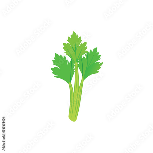 Celery leaves close up fresh green vegetable herb style Vector illustration