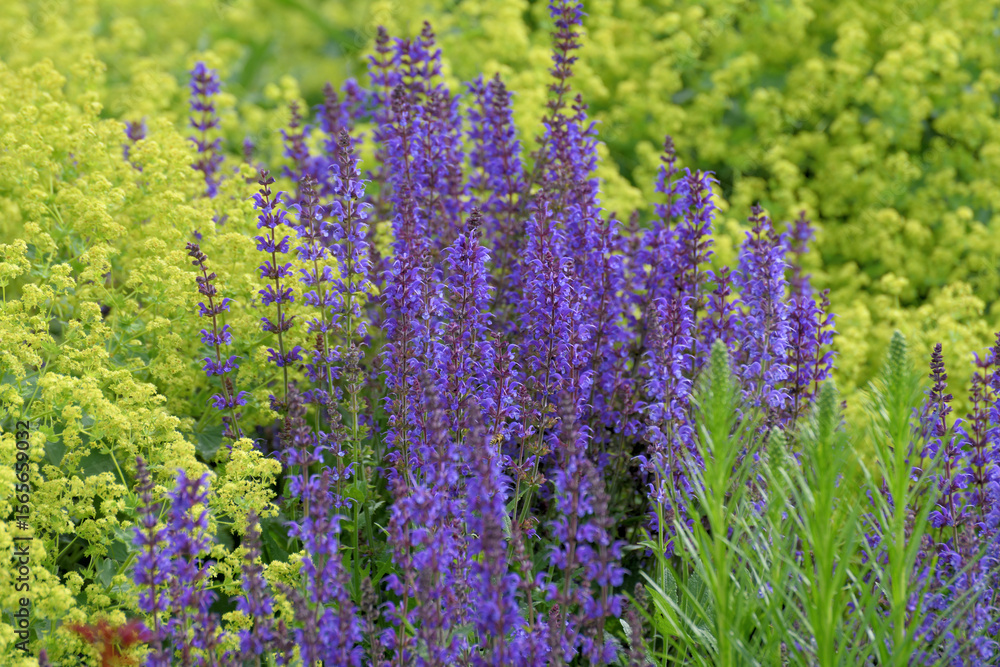 Obraz premium Blooming Salvia Superba on a nature