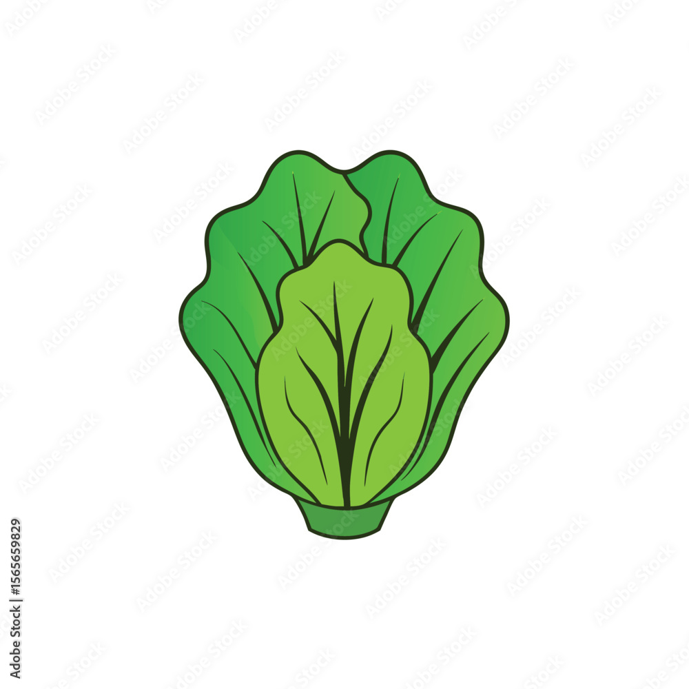 Obraz premium Fresh lettuce with soft light and curly layered texture Vector illustration