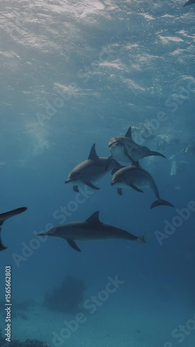 Slow Motion 4K Dolphins Swimming in Tropical Waters