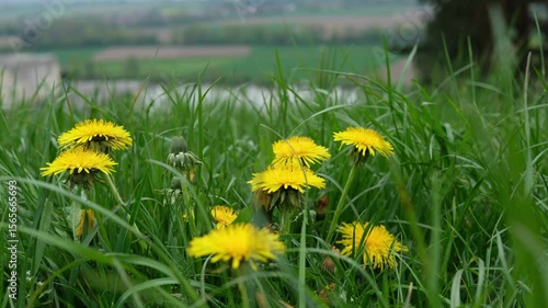 Wild dandelions growing in tall grass with blurred countryside in background, evoking natural beauty and peaceful simplicity.
