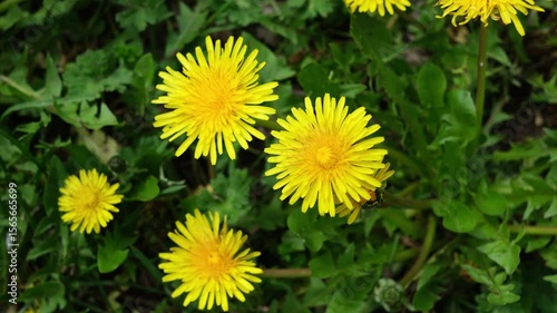 Detailed view of blooming dandelion heads in full color surrounded by lush green leaves, capturing vibrant seasonal energy.